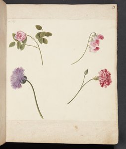 Studie av blommor av Johanna Fosie