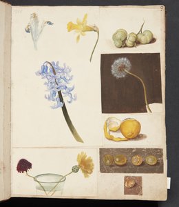 Studie av blommor, frukter och gröna tomater