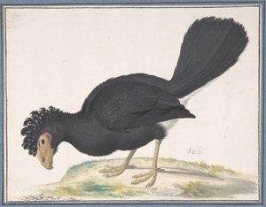 A Black Curassow, n.d.. av Johannes Bronckhorst