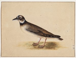 Fågel av Johannes Bronckhorst