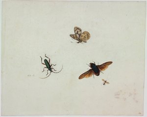 Fyra insekter, Slutet av 1600-talet. av Johannes Bronkhorst