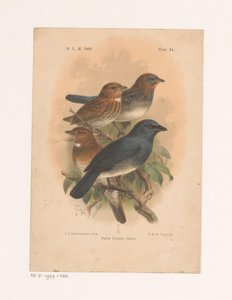 Fyra fåglar på en gren Siphia Everetti Sharpe (titel på objekt) av Johannes Gerardus Keulemans
