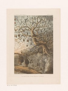 Vleermuizen i en boom Ett möte med Fanys (Pteropus Edwardsii) på Mayotte Island (titel på objekt) Resrelation (serietitel på objekt) av Johannes Gerardus Keulemans