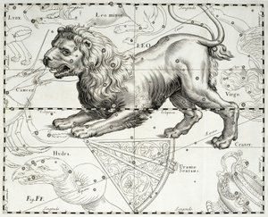 Lejonet, stjärnkonstellationen Lejon, illustration hämtad från Johann Hevelius (1611-1687) stjärnatlas Firmamentum Sobiescianum sive Uranographia, Gdansk