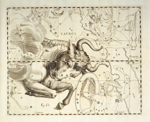 Oxen, stjärnbilden Oxen, gravyr från himmelsatlas Firmamentum Sobiescianum sive Uronographia, av Johann Hevelius (1611-1687), Gdansk