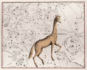 Konstellationen av giraffplattan hämtad från "" Firmamentum Sobiescanum sive Uranographia"" av Johannes Hevelius eller Hevel (1611-1687) av Johannes Hevelius