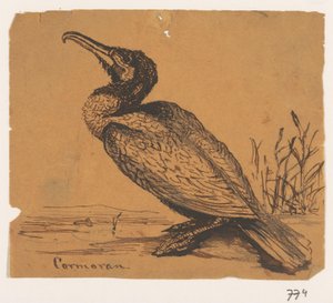 Skarv Cormoran (titel på objekt)