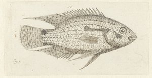 Tropisk fisk Chromis epse av Johannes le Francq van Berkhey