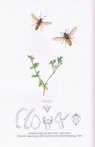 Anchor Faced or Red Wasp, Nature in Britain publicerad av Collins av John (after) Curtis