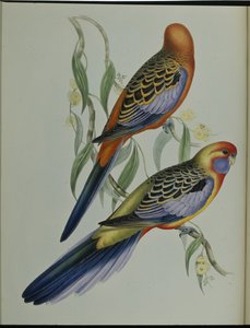 Adelaide parakit (Platycercus Adelaidiae) (handfärgad litho) av John (after) Gould
