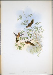 Adolfs eremit (Phaethornis Adolphi) (handfärgad litho) av John (after) Gould