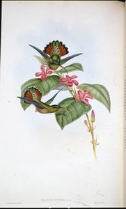 Allied Eremit (Glaucus affinis) (handfärgad litho)