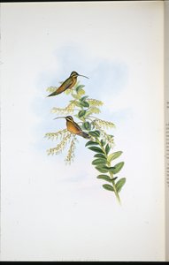 Amaura Eremit (Phaethornis Amaura) (handfärgad litho) av John (after) Gould