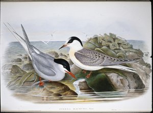 Tärna (Sterna Macrura) (handfärgad litho) av John (after) Gould