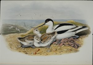 Avocet (Recurvirostra Avocetta) (handfärgad litho) av John (after) Gould