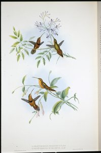 Eremit med bälte (Phaethornis Nigrocinctus) och biskopseremit (Phaethornis Episcopus) (handfärgad litho) av John (after) Gould