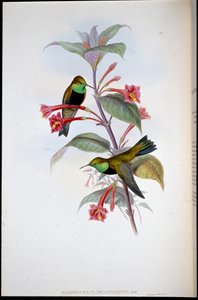 Black-breasted Hill Star (Oreotrochilus Melanogaster) (handfärgad litho) av John (after) Gould