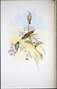 Svartörad kolibri (Heliopaedica Melanotis) (handfärgad litho) av John (after) Gould