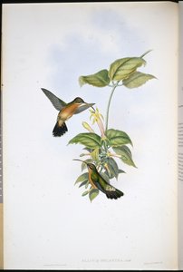 Svartsvanseremit (Glaucis Melanura) (handfärgad litho) av John (after) Gould