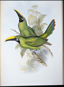 Toucan med svart näbb (Aulacoramphus Atrogularis) (handfärgad litho) av John (after) Gould