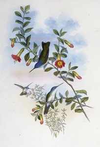 Blåhalsad Azurkrona (Cyanomyia Cyanocollis) (handfärgad litho) av John (after) Gould