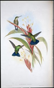 Blåstjärtad mangokolibri (Lampornis Viridis) (handfärgad litho) av John (after) Gould