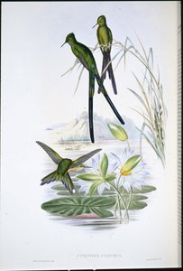 Blåstjärtad sylf (Cynanthus Cyanurus) (handfärgad litho) av John (after) Gould