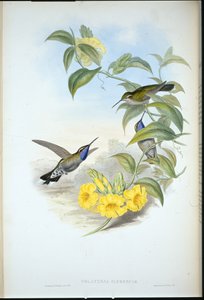 Blåstrupig Cazique (Delattria Clemenciae) (handfärgad litho) av John (after) Gould