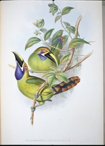 Blåstrupig näbbtukan (Aulacoramphus Caeruleogularis) (handfärgad litho)