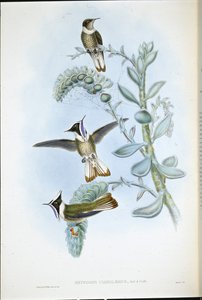 Blåstrupad Hlemte Crest (Oxypogon Cyanolaemus) (handfärgad litho) av John (after) Gould