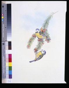 Blåmes (Parus Caeruleus) (handfärgad litho) av John (after) Gould