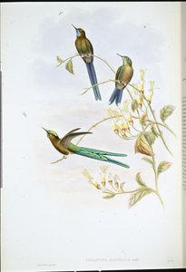 Boliviansk sylf (Cynanthus Bolivianus) (handfärgad litho) av John (after) Gould