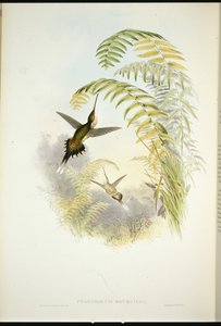 Bourciers eremit (Phaethornis Bourcieri) (handfärgad litho) av John (after) Gould