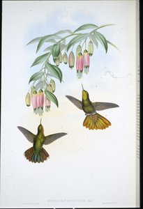 Brassy Tail (Metallura Aeneicauda) (handfärgad litho) av John (after) Gould