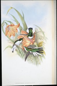 Brasiliansk älva (Heliothrix Auriculatus) (handfärgad litho) av John (after) Gould