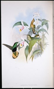 Buff-tailed sammetsbröst (Lafresnaya Flavicaudata) (handfärgad litho) av John (after) Gould