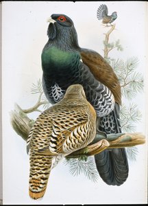 Capercailzie (Tetrao Urogallus) (handfärgad litho) av John (after) Gould