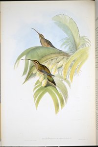 Cayenne Eremit (Phaethornis Superciliosus) (handfärgad litho) av John (after) Gould