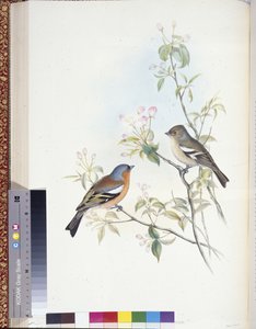 Bofink (Fringilla Caelebs) (handfärgade medlemmar) av John (after) Gould