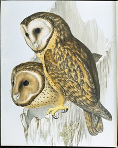 Kastanjebrun uggla (Strix Castanops) (handfärgad litho) av John (after) Gould