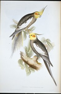 Kakaduaparakit (New Holland Nymph) (handfärgad litho) av John (after) Gould