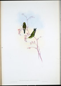 Columbian Emerald (Chlorostilbon Angustipennis) (handkolorerad litho) av John (after) Gould