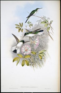 Columbian Fairy (Heliothrix Barroti) (handfärgad litho) av John (after) Gould