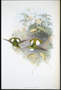 Conrads inka (Bourcieria Conradi) (handkolorerad litho) av John (after) Gould