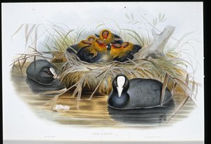 Sothöna (Fulica Atra) (handfärgad litho) av John (after) Gould