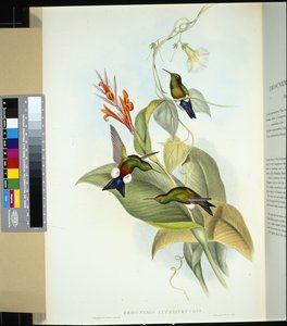 Kopparmagad Puff Leg (eriocnemis cupreiventris) (handfärgad litho) av John (after) Gould