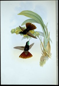 Kopparsvans (Metallura Cupreicauda) (handfärgad litho) av John (after) Gould