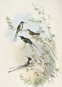 Coras skäggstjärt (handkolorerad litografi) av John (after) Gould