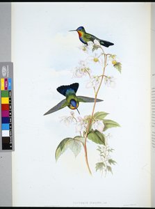 Costa-Rican Humming-bird (Panterpeinsignis) (handfärgad litho) av John (after) Gould