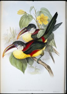 Curl-crested Aracari (Pteroglossus Beauharnaisi) (handfärgad litho) av John (after) Gould